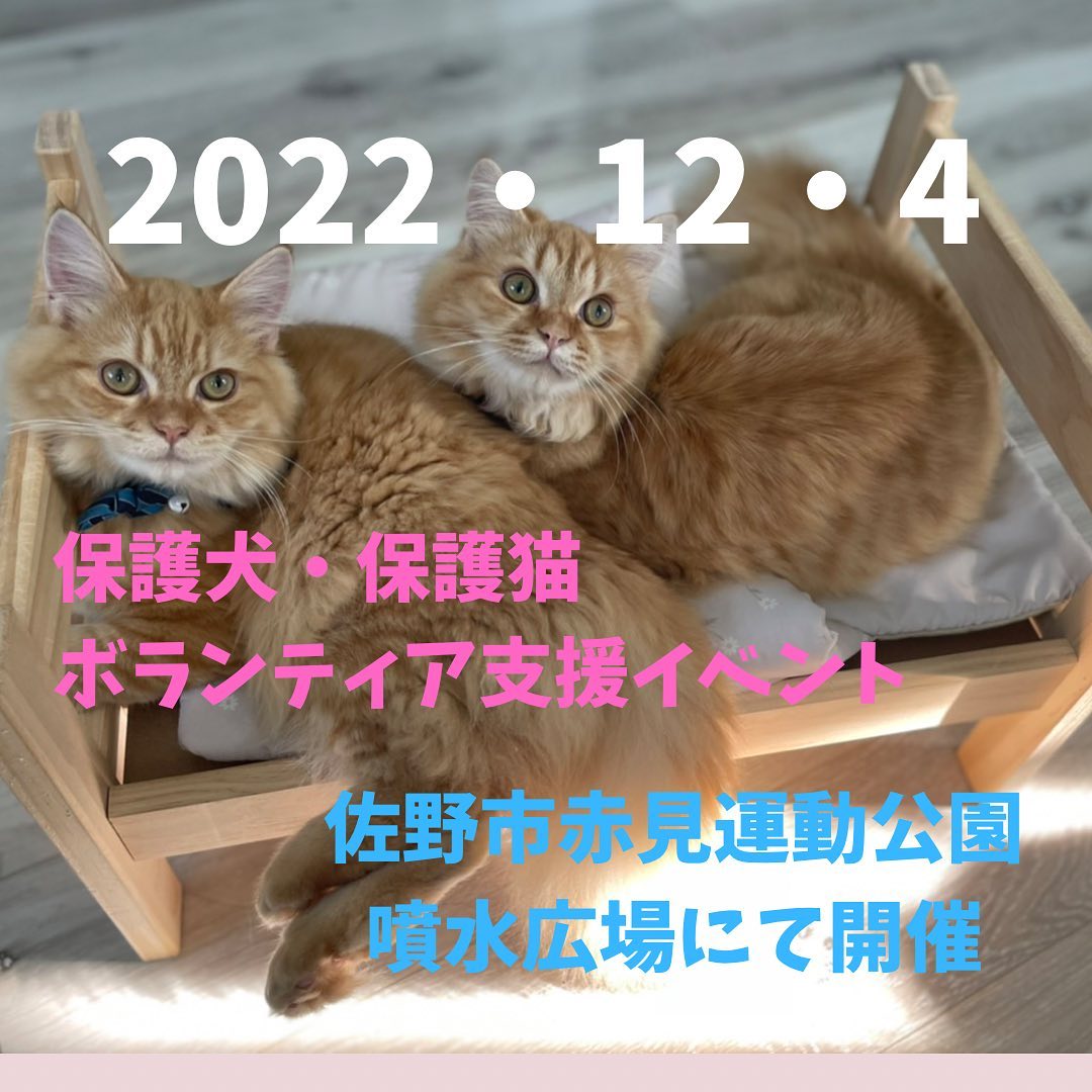 ・
・
2022年12月4日(日)
保護犬・保護猫ボランティア支援イベント
『大好き︎わんにゃんマルシェ』開催します！！

場所: 佐野市赤見運動公園噴水広場️

10:00〜16:00
入場無料
先着200名様ノベルティプレゼント

『にゃん活マルシェ』改め『大好き︎わんにゃんマルシェ』に変わりました！

捨てられてしまった犬や猫を保護して病院へ連れて行き、毎日お世話をしながら里親を探したりと日々頑張っているボランティアさんを支援するイベントです！

高額な医療費やフード代など少しでも役に立てるようにと始めたイベントです。

会場には募金箱設置します。
第1回、第2回のにゃん活マルシェでは、心優しい来場者のおかげで沢山の募金が集まりました。

不幸な犬猫が増えないように安心して幸せに暮らせるように。
日々頑張っているボランティアさんの為に。
少しでも力になれたらと思います。
皆様のご来場を心からお待ちしております。

#保護犬　