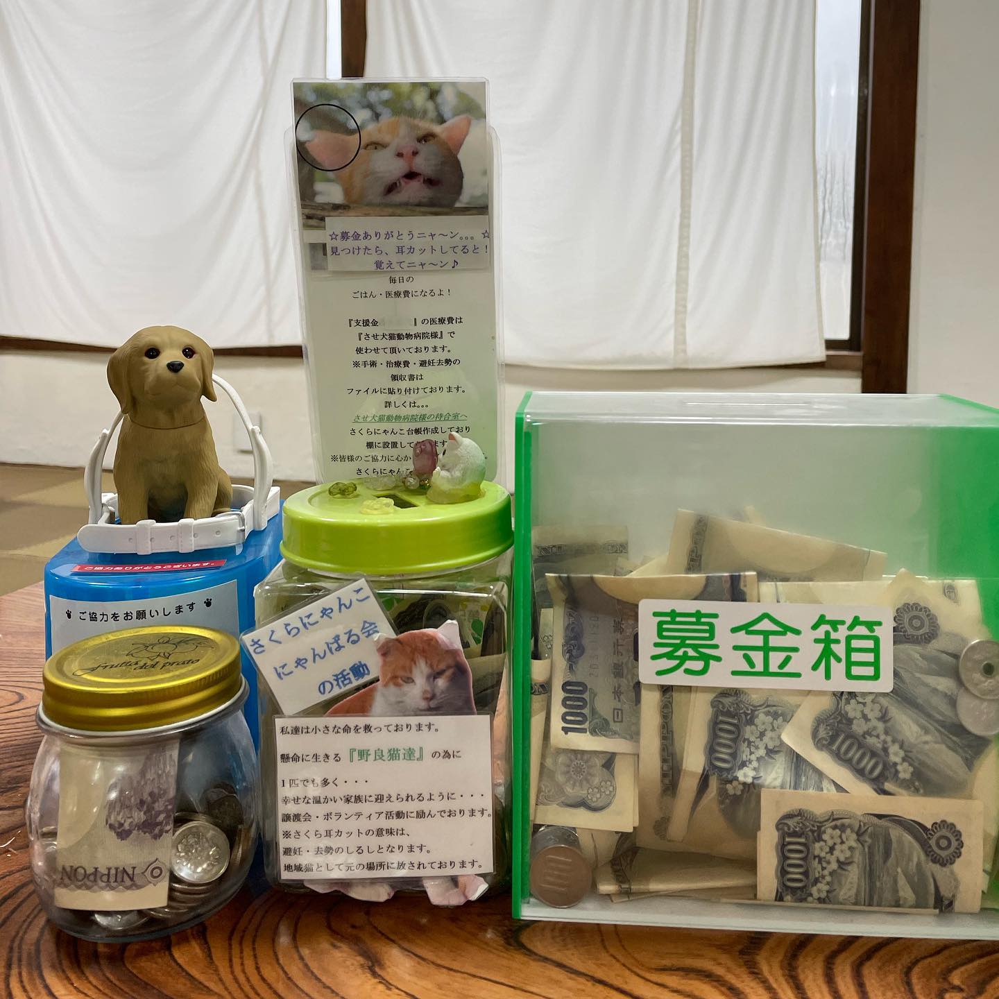 ・
・
『大好きわんにゃんマルシェ』にご来場いただき誠にありがとうございました。
募金、ペット用品の物資寄付が沢山集まりました‍♀️

募金箱＆出店売上一部合わせて
¥146,729集まりました‍♀️

ご来場の皆様、出店者の皆様本当に本当にありがとうございました‍♀️

わんにゃん会、さくら耳まもり隊、さくらにゃんこにゃんばる会に本日寄付させて頂きました。

イベントでは保護活動をされてる個人の方や団体、無添加のおやつ、首輪など作っている方、保護猫カフェをしている方など沢山の出会いがありました。少しの時間しかお話出来ませんでしたが大変さと優しさは十分伝わってきました。私に出来る事を考え次回に活かせたいと思います。

ご来場の皆様も本当に優しい方ばかりで今回も癒されました。
そして可愛いワンちゃんもたくさん来てくれましたー♡
みんなかわいくて懐こくてお利口さんでめちゃくちゃ可愛かったです♡
写真撮らせてくださりありがとうございました♡
忙しくて来てくれたワンちゃん全員撮れなかったのがとても残念です。

天気にも恵まれて無事イベント開催できて大変嬉しく思います。
チラシ設置して下さった店舗様、会社様、ポスティングして下さった皆様、応援して下さった皆様、感謝の気持ちでいっぱいです。
ありがとうございました‍♀️