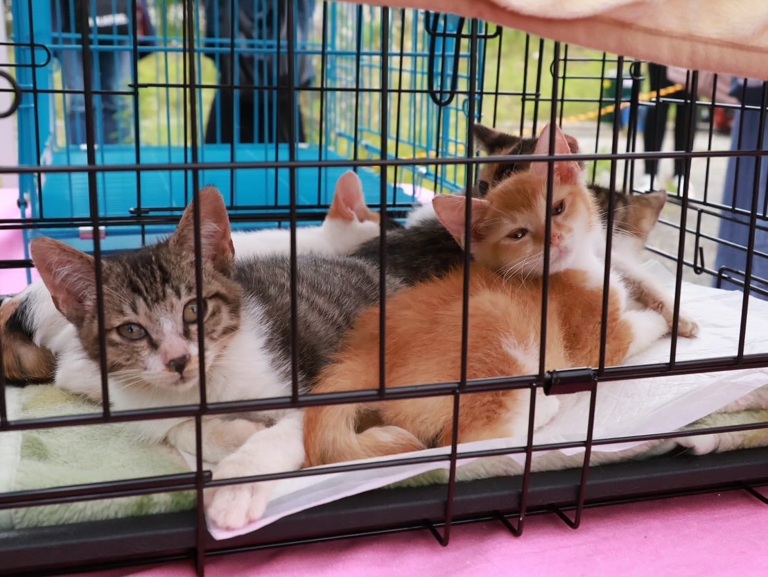 ・
・
・
譲渡会参加のワンちゃん＆猫ちゃん♡

みんな可愛かったです🥰