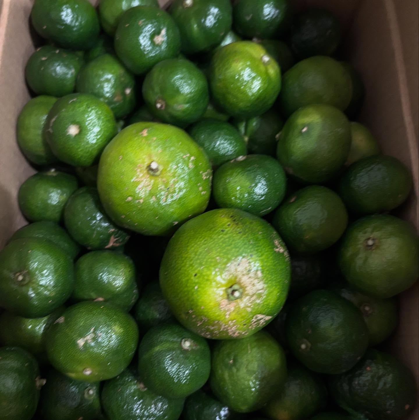 ・
・
もうすぐシークワーサーの収穫も終わり。
今回の仕入れがラストになるかも…？！

採れたて直送のみずみずしい酸っぱいシークワーサーが届きました！

当店人気No.1「シークワーサー塩から揚げ」に添えてます。
衣の香ばしさと、爽やかな酸味の相性が最高です♪