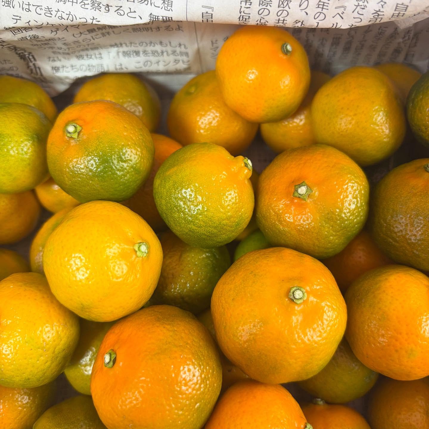 ・
・
いつもシークワーサー塩から揚げに添えているシークワーサーは、今回の仕入れ分でいったん終了になります。

実が完熟してきたため、次は青切りシークワーサーの季節までお休みです。

青切りが出回りはじめたら、また添えてご提供しますのでお楽しみに♪